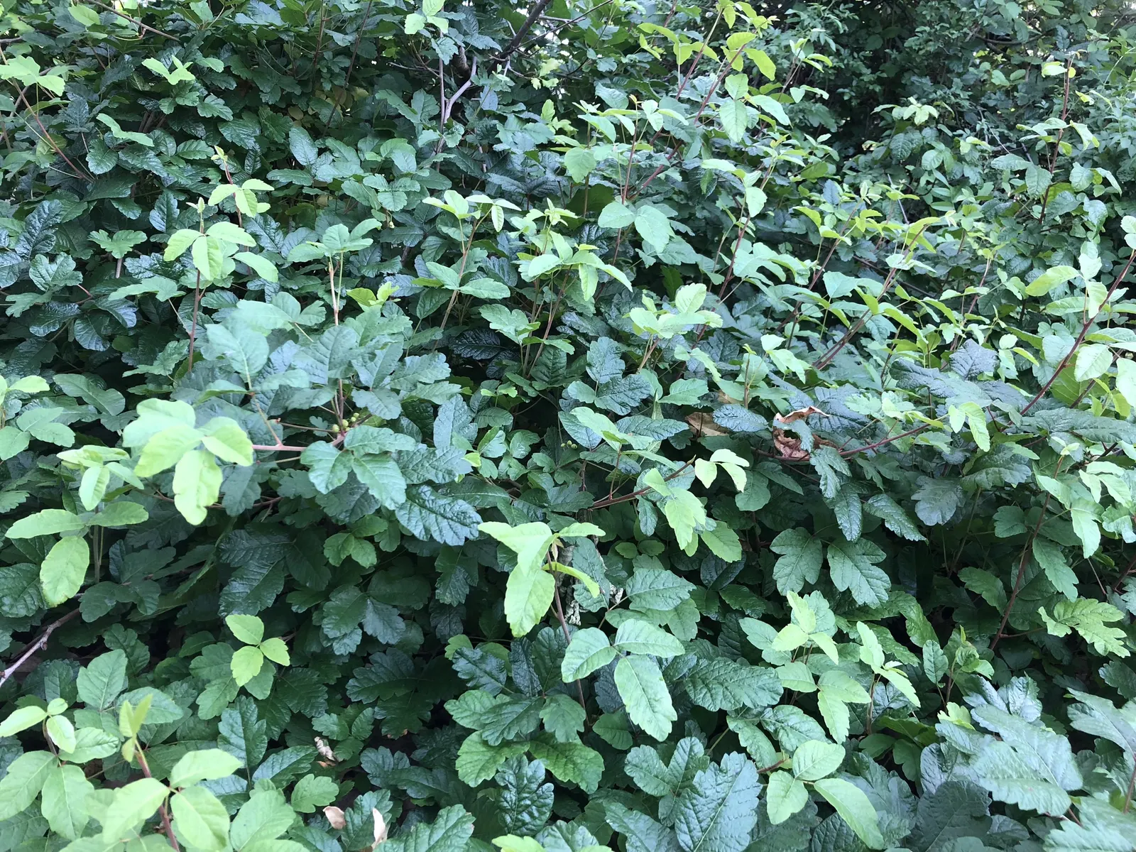 Poison Oak (Toxicodendron Diversilobum) — hints at the diverse lobed leaves that can be easily mistaken for non-toxic relatives