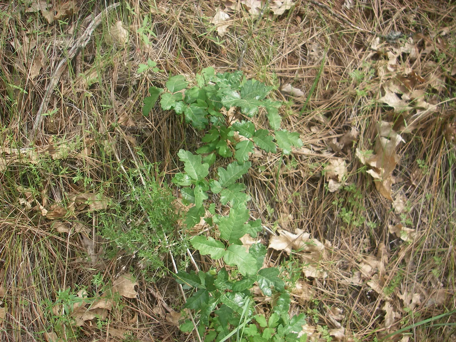 Poison Oak (Toxicodendron Diversilobum) — it is critical to educate clients on Poison Oak's potential human health impacts; and considering removal if close