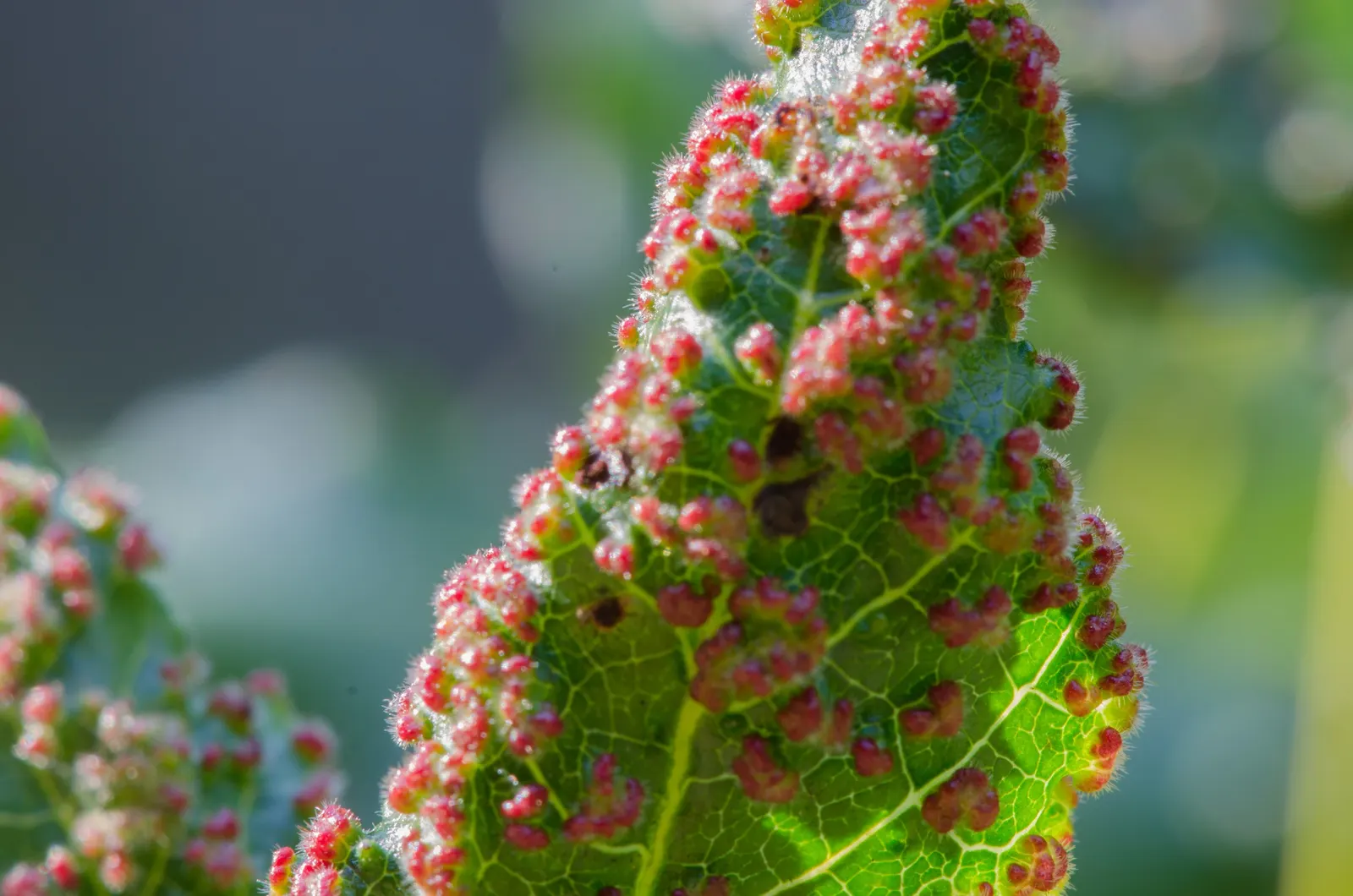 Poison Oak (Toxicodendron Diversilobum) — resemble oak leaves and turn a striking red-orange in fall; poison Oak can form dense thickets if allowed