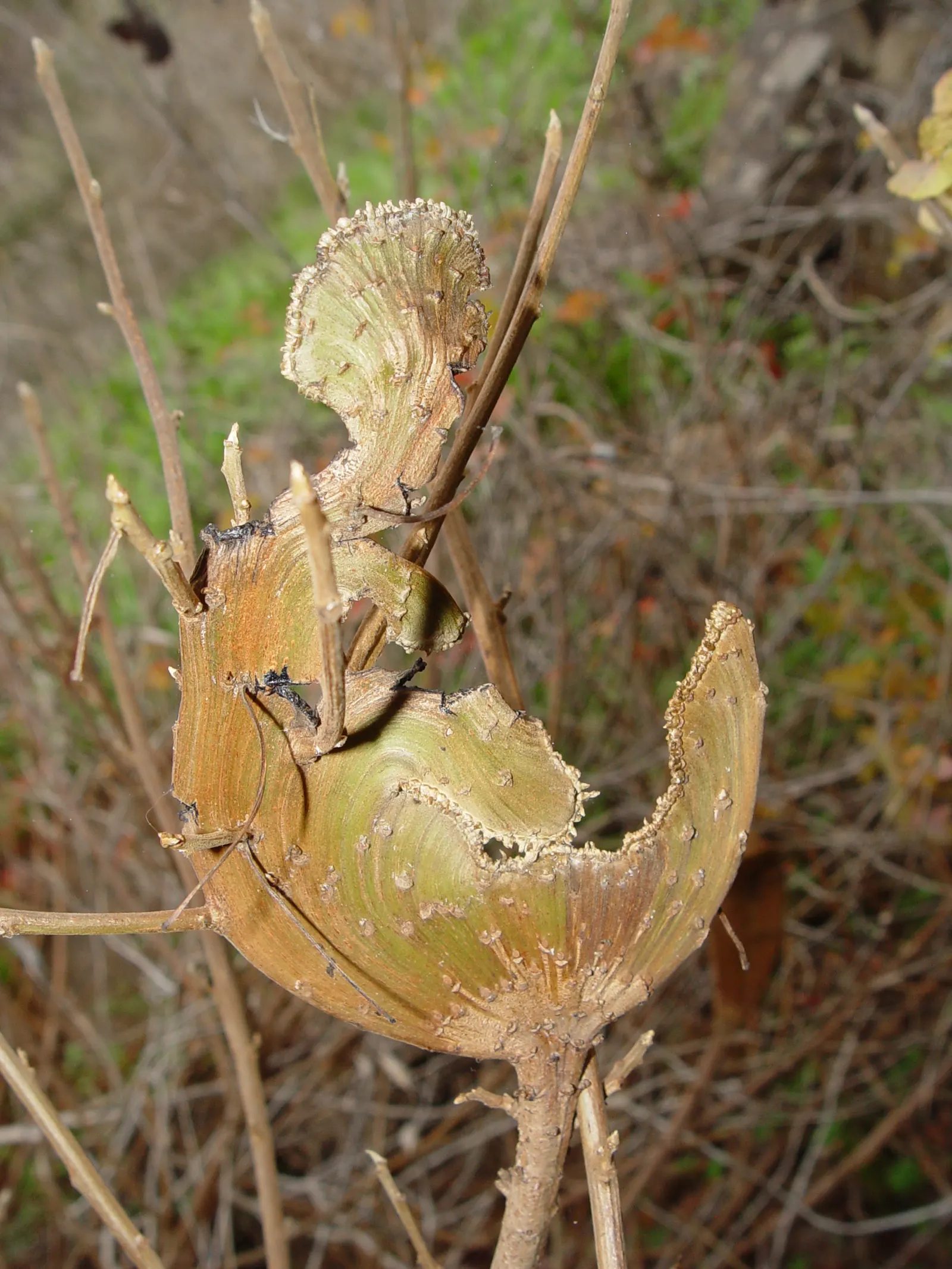 Poison Oak (Toxicodendron Diversilobum) — Maintaining a safe distance in design; poison Oak can form dense thickets if allowed