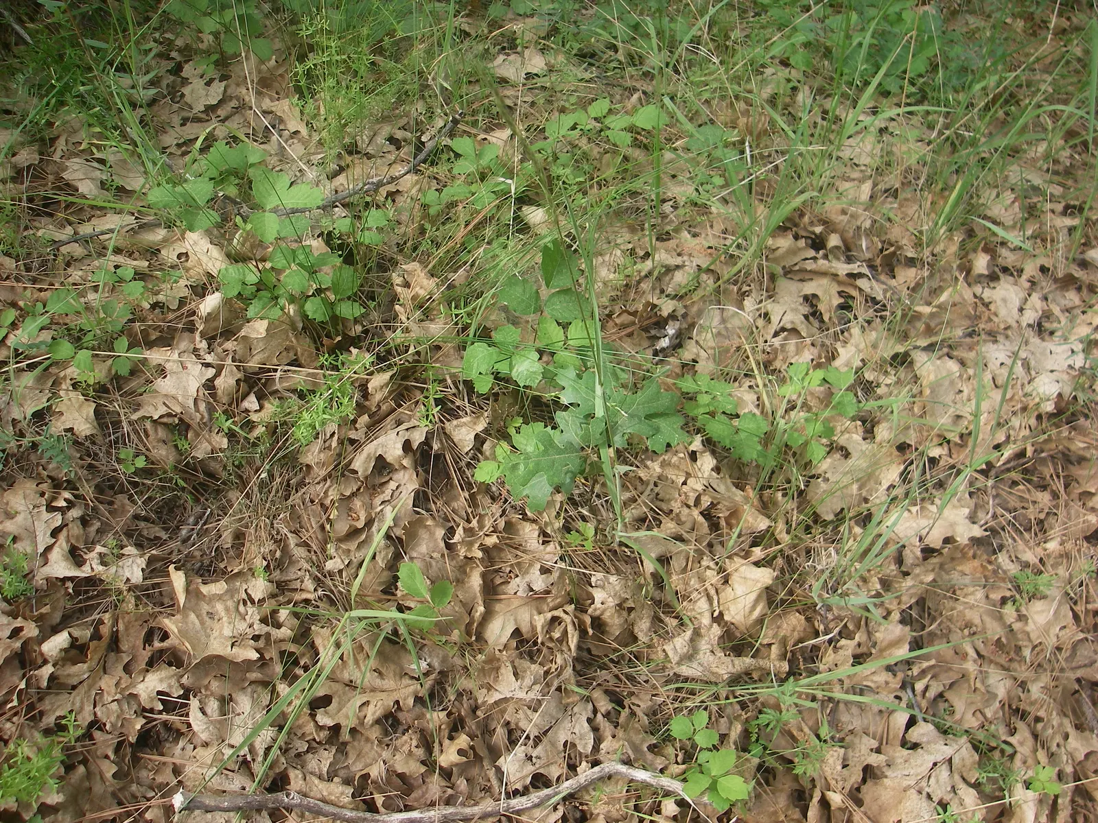 Poison Oak (Toxicodendron Diversilobum) — it is critical to educate clients on Poison Oak's potential human health impacts