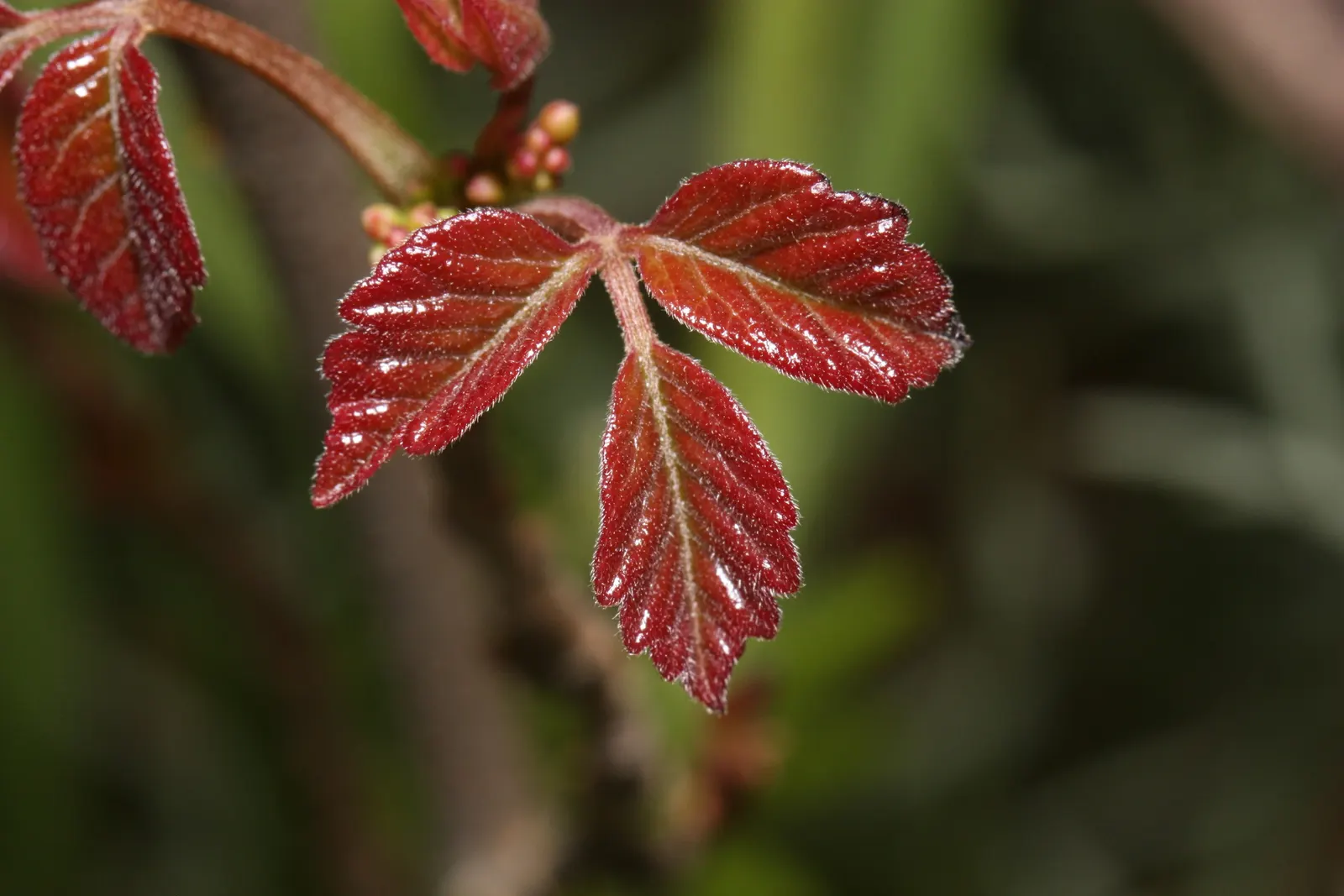 Poison Oak (Toxicodendron Diversilobum) — this plant thrives in wooded areas; comprising three leaflets with variable shapes, image 52
