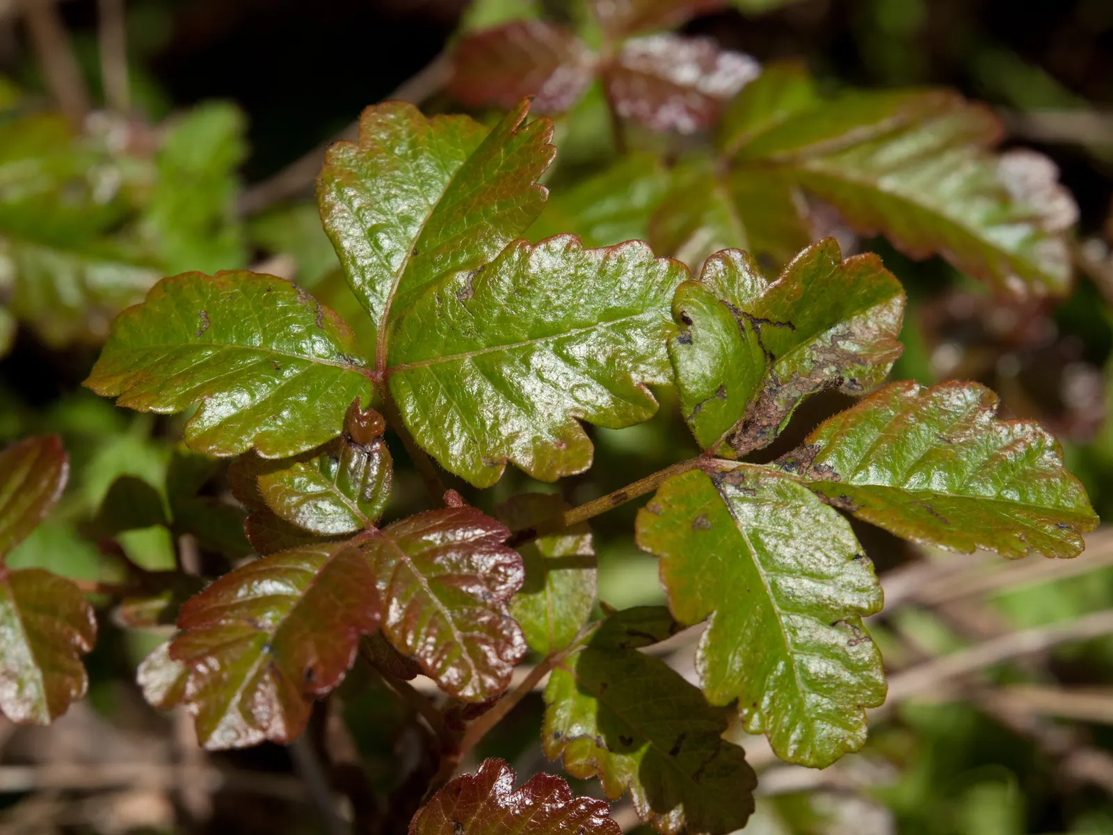 Poison Oak (Toxicodendron Diversilobum) — a potent skin irritant.<br><br>For landscape purposes
