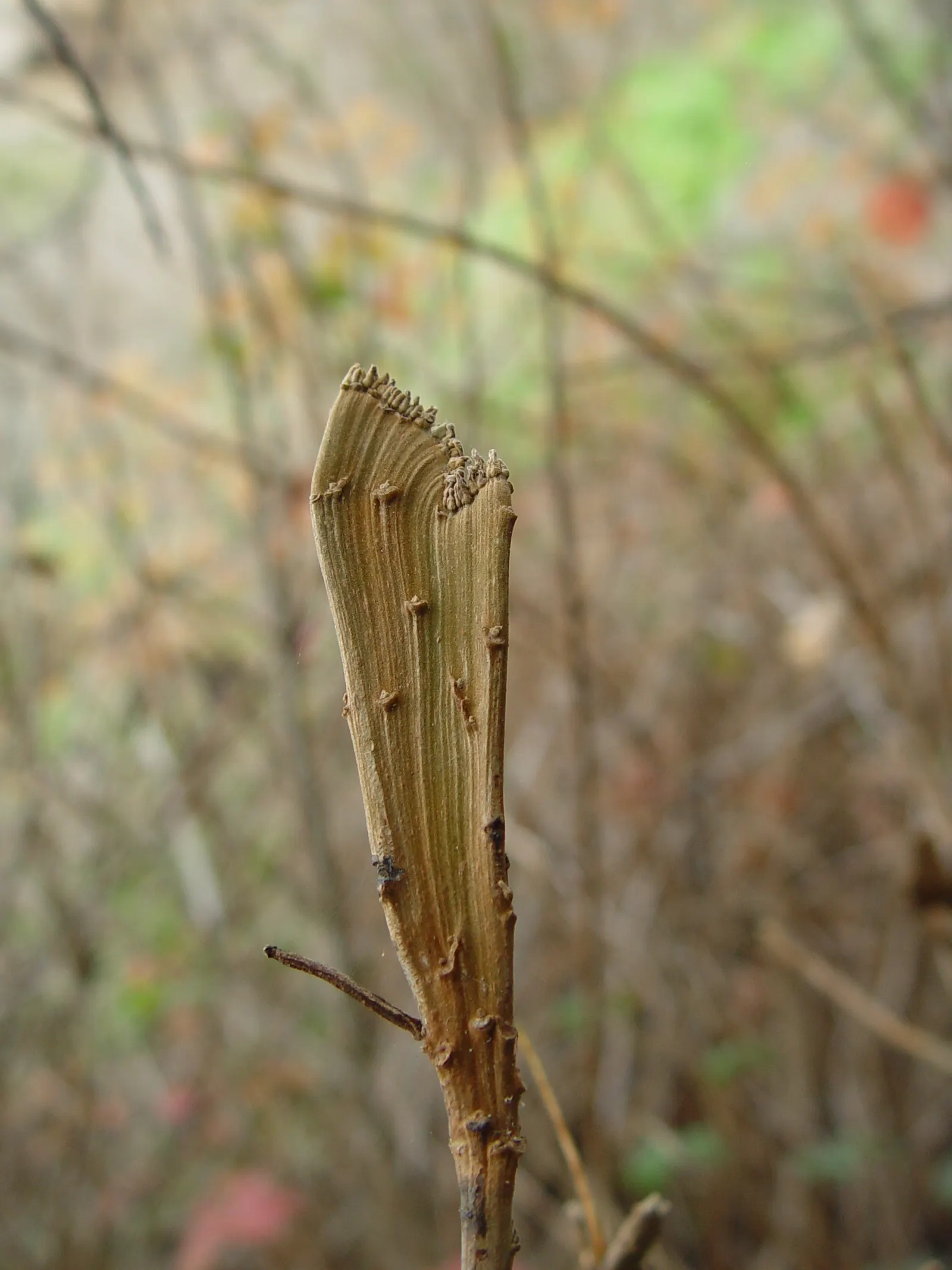 Poison Oak (Toxicodendron Diversilobum) — Poison Oak can form dense thickets if allowed, image 32