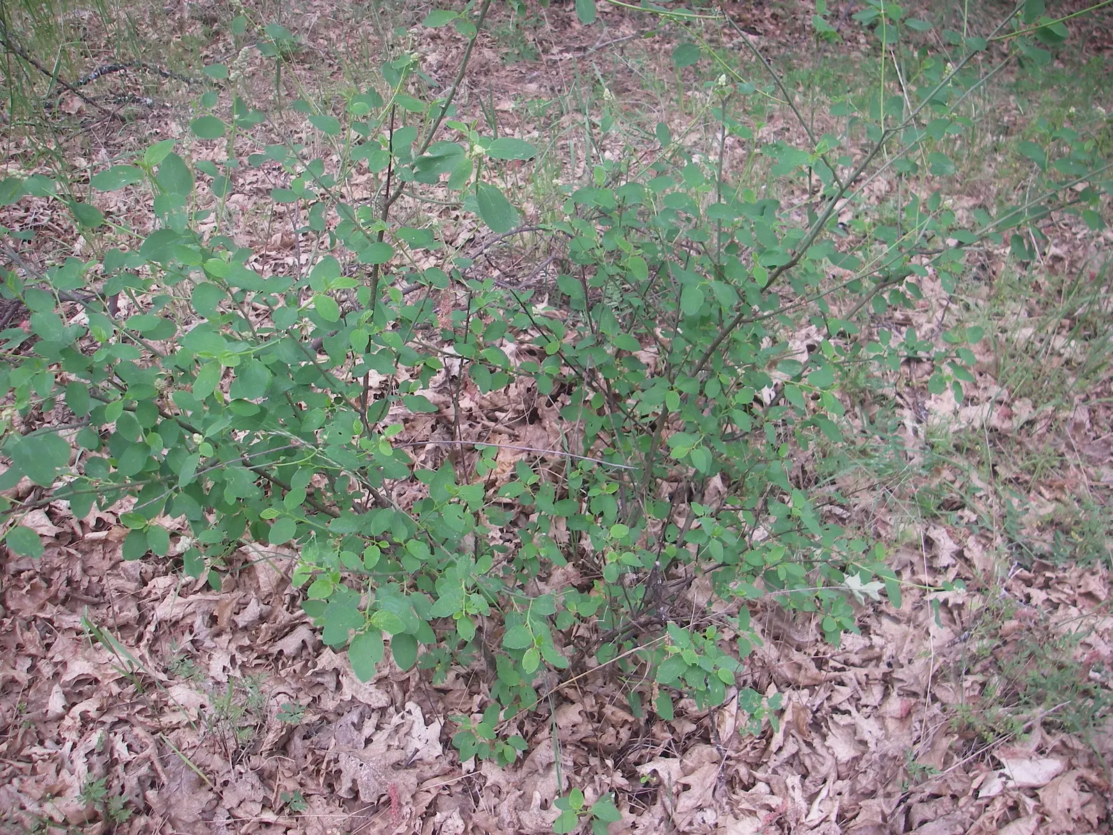 Poison Oak (Toxicodendron Diversilobum) — shrub / vine for full or half or shade; and considering removal if close human interaction is likely, image 63