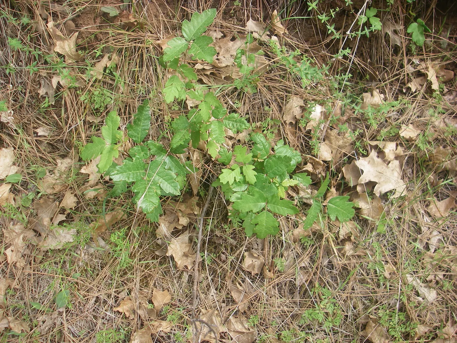 Poison Oak (Toxicodendron Diversilobum) — Poison Oak, is a deciduous shrub that demands both respect and caution; comprising three leaflets with variable shapes
