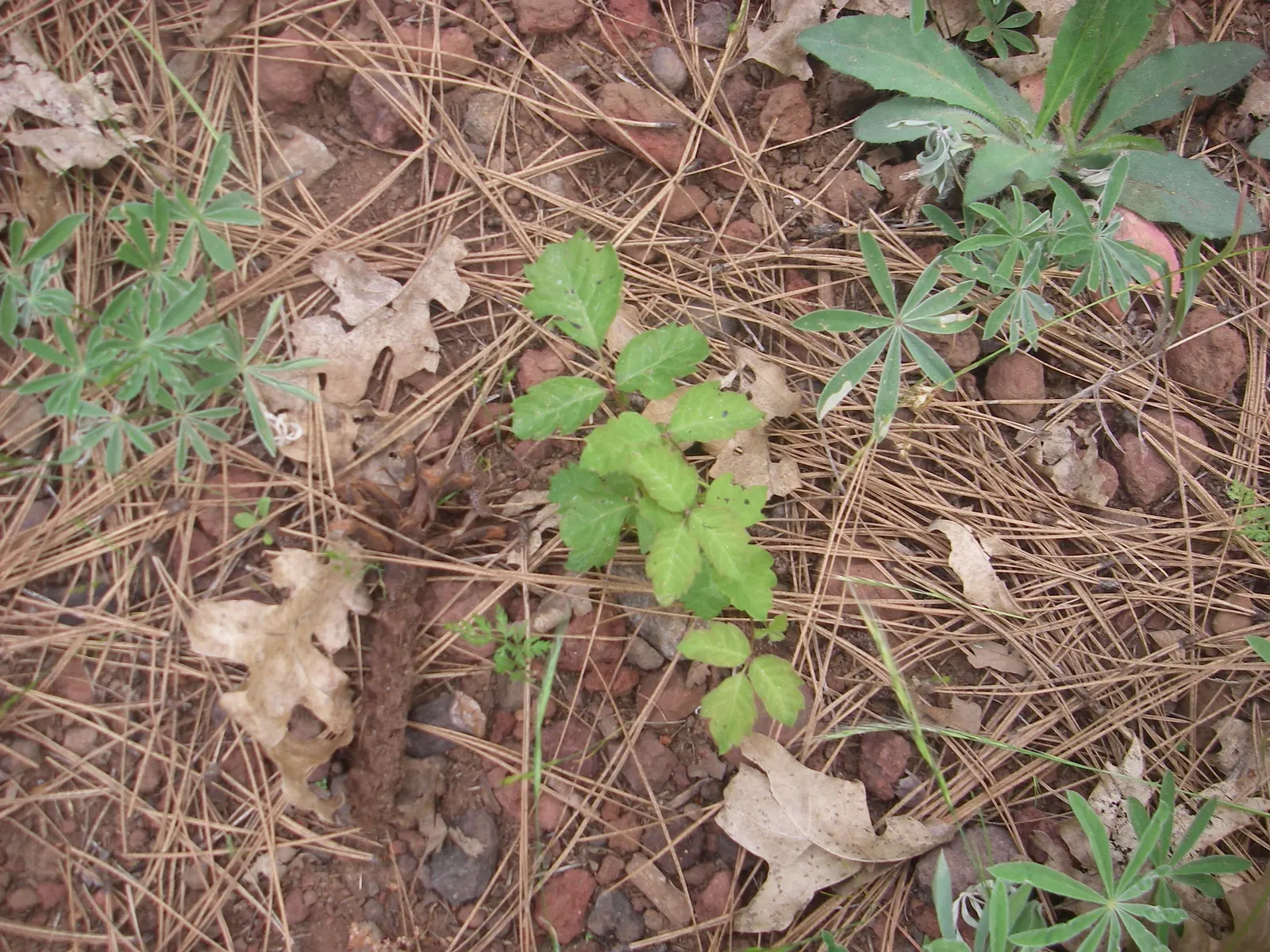 Poison Oak (Toxicodendron Diversilobum) — caution is key; every part of this plant; comprising three leaflets with variable shapes, image 55