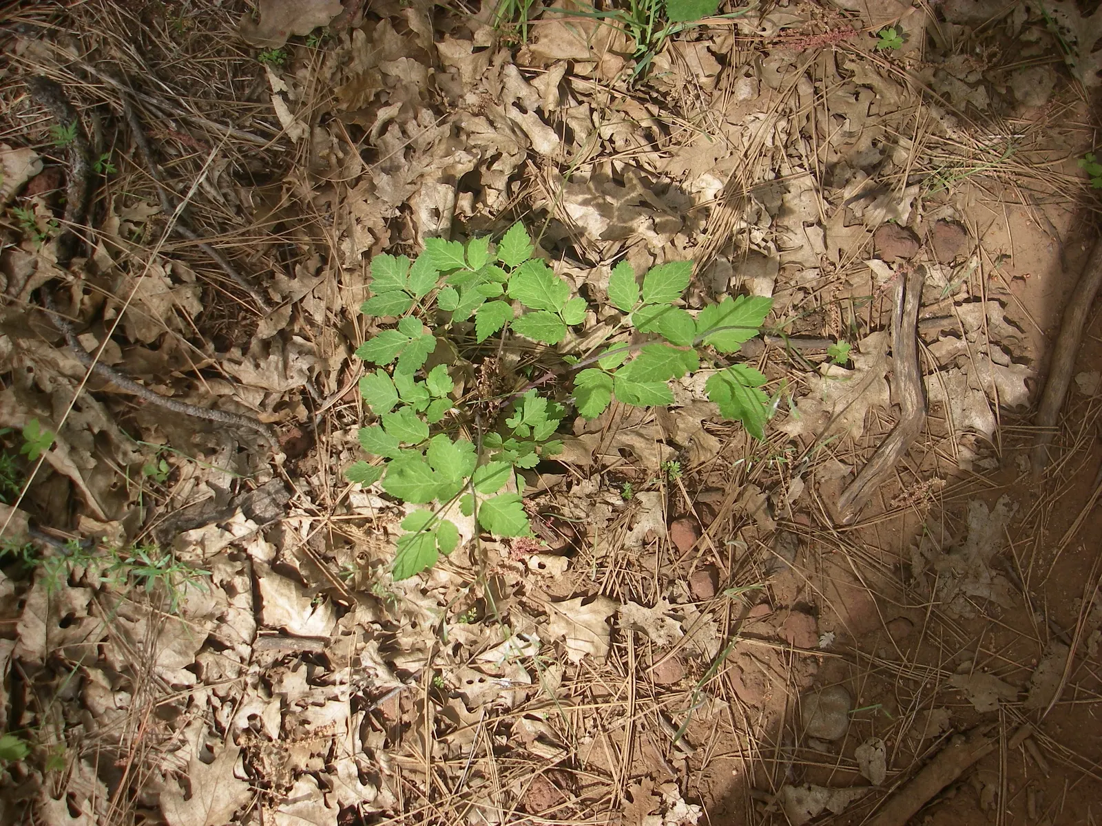 Poison Oak (Toxicodendron Diversilobum) — is a deciduous shrub native to western North America's forests and grasslands; poison Oak can form dense, image 44