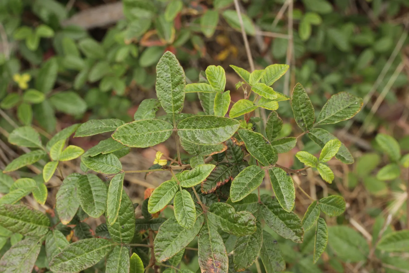 Poison Oak (Toxicodendron Diversilobum) — Poison Oak can form dense thickets if allowed