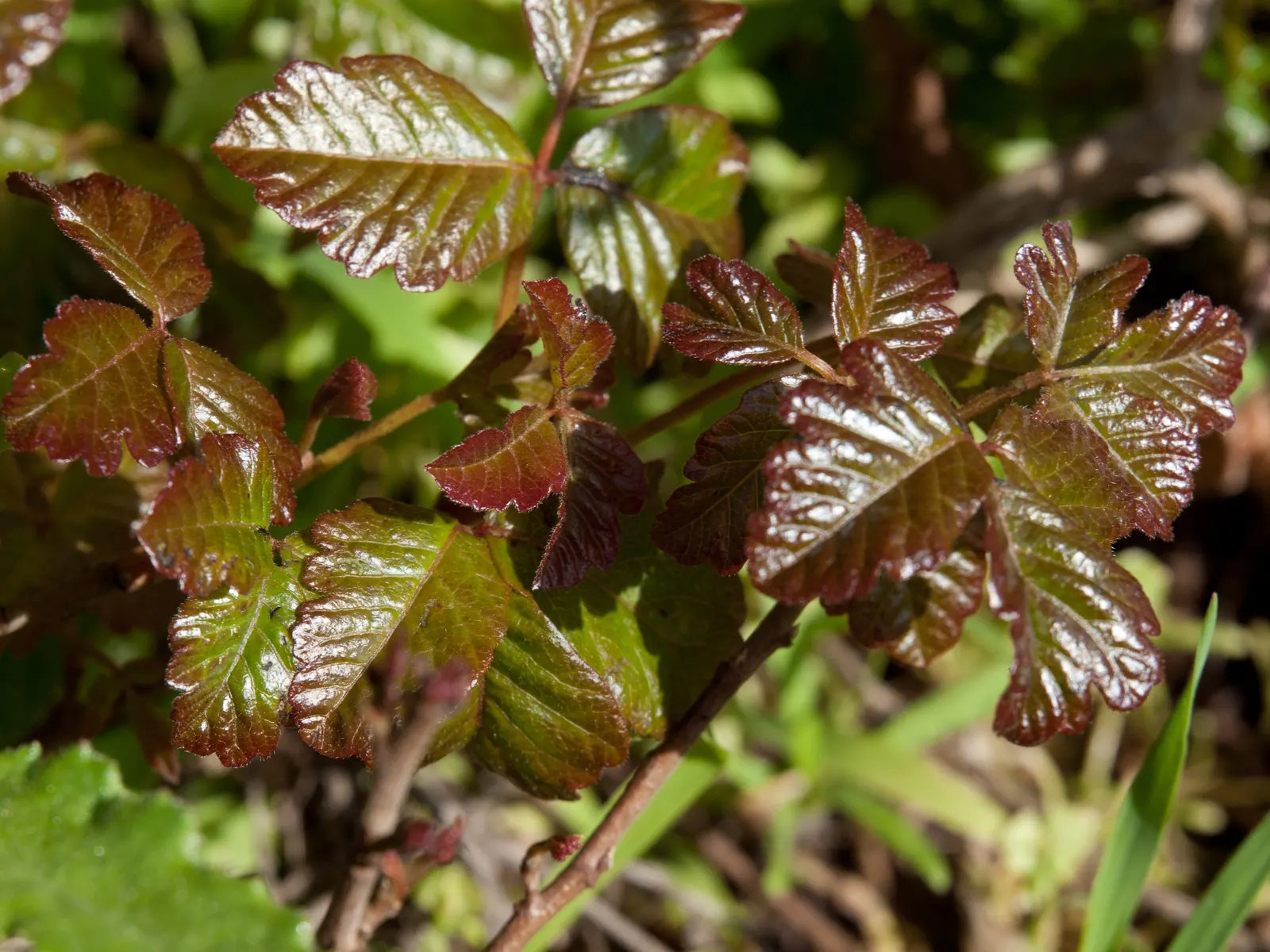 Poison Oak (Toxicodendron Diversilobum) — and considering removal if close human interaction is likely, image 60