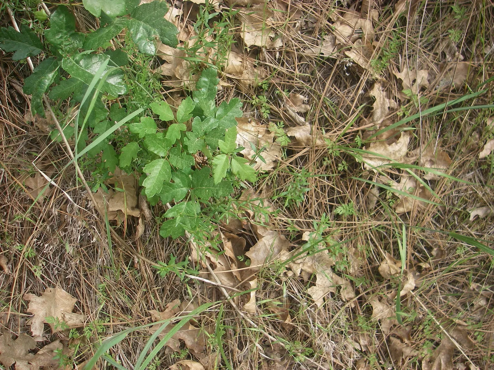 Poison Oak (Toxicodendron Diversilobum) — are essential safety precautions