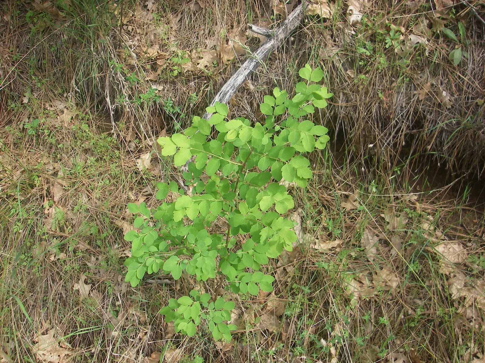 Poison Oak (Toxicodendron Diversilobum) — While it might seduce with its autumnal hues; and considering removal if close human interaction is likely