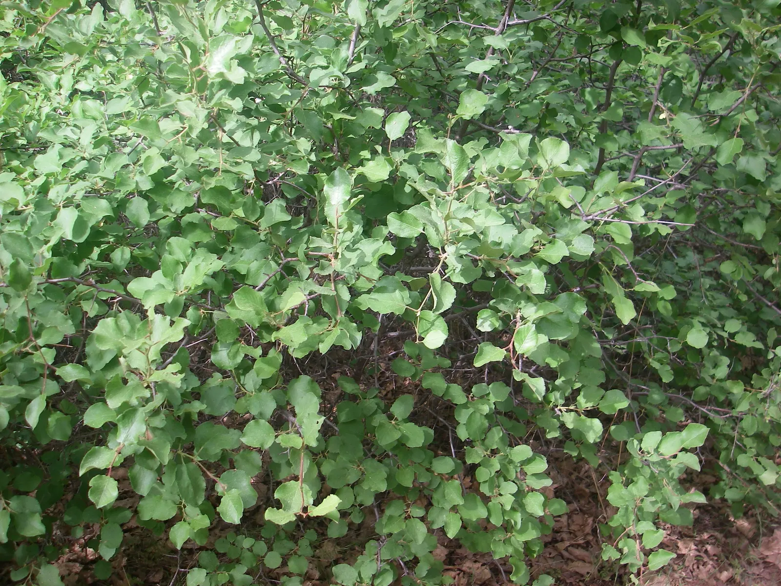 Poison Oak (Toxicodendron Diversilobum) — It typically grows 1-3 feet high, with a spread of up to 5 feet