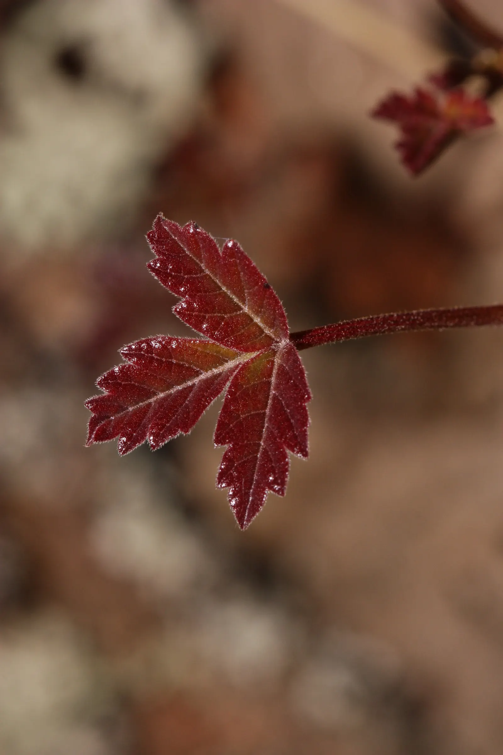 Poison Oak (Toxicodendron Diversilobum) — Caution: The plant contains urushiol, causing severe allergic reactions upon contact; and considering removal if