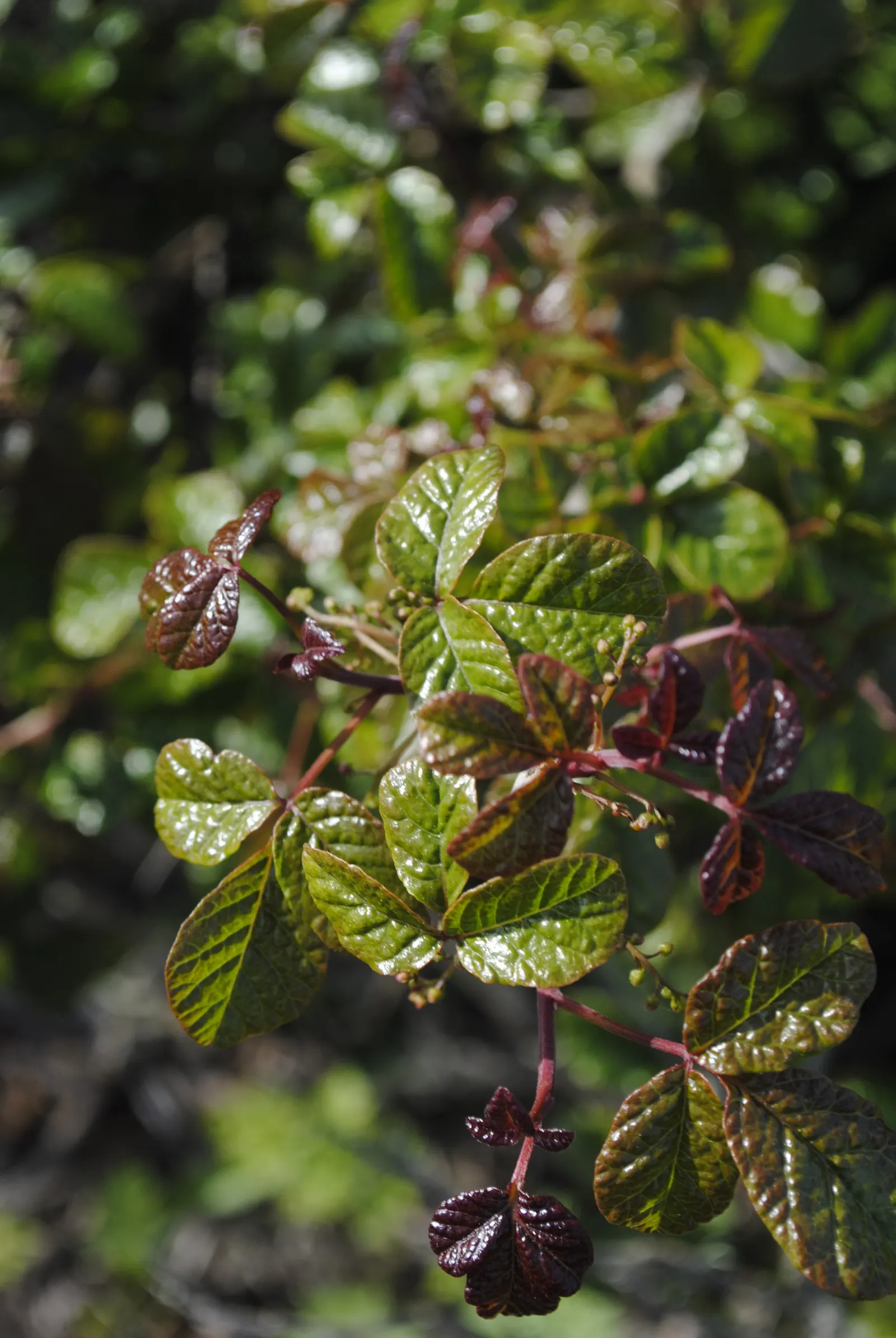 Poison Oak (Toxicodendron Diversilobum) — Awareness and proper handling can ensure the beauty and dangers of this native species are responsibly, image 62