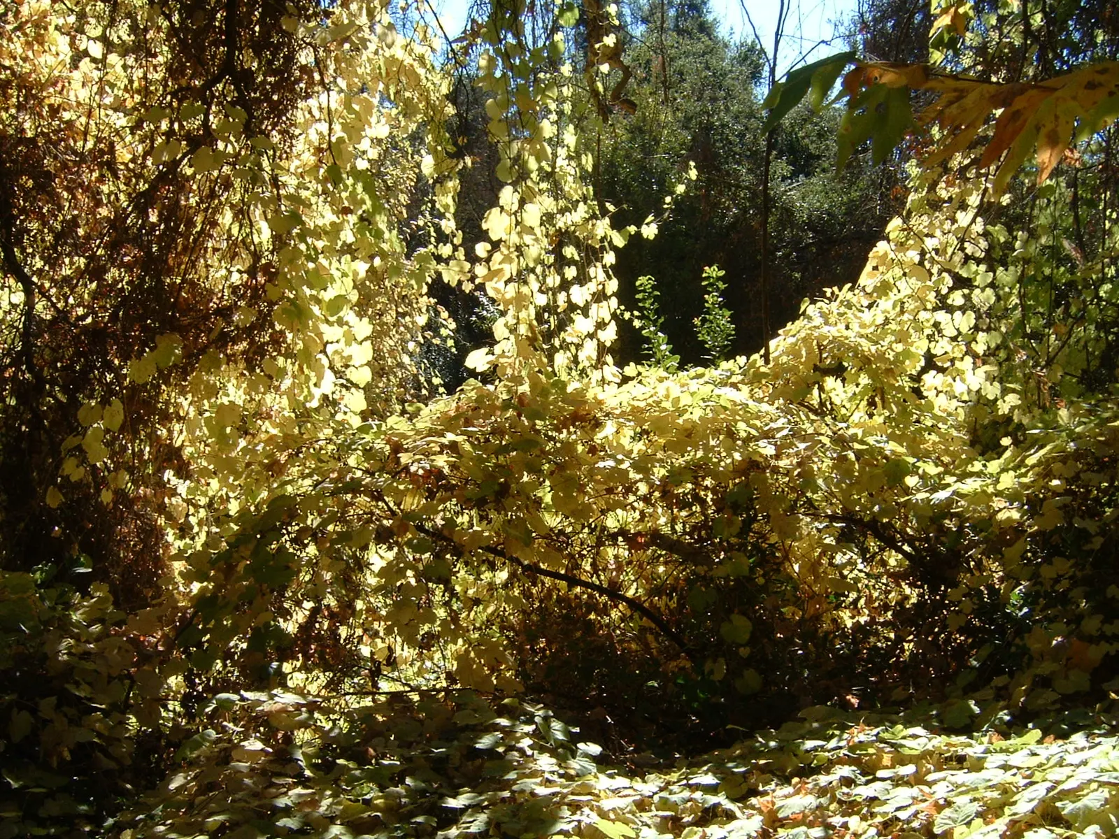 Poison Oak (Toxicodendron Diversilobum) — Maintaining a safe distance in design