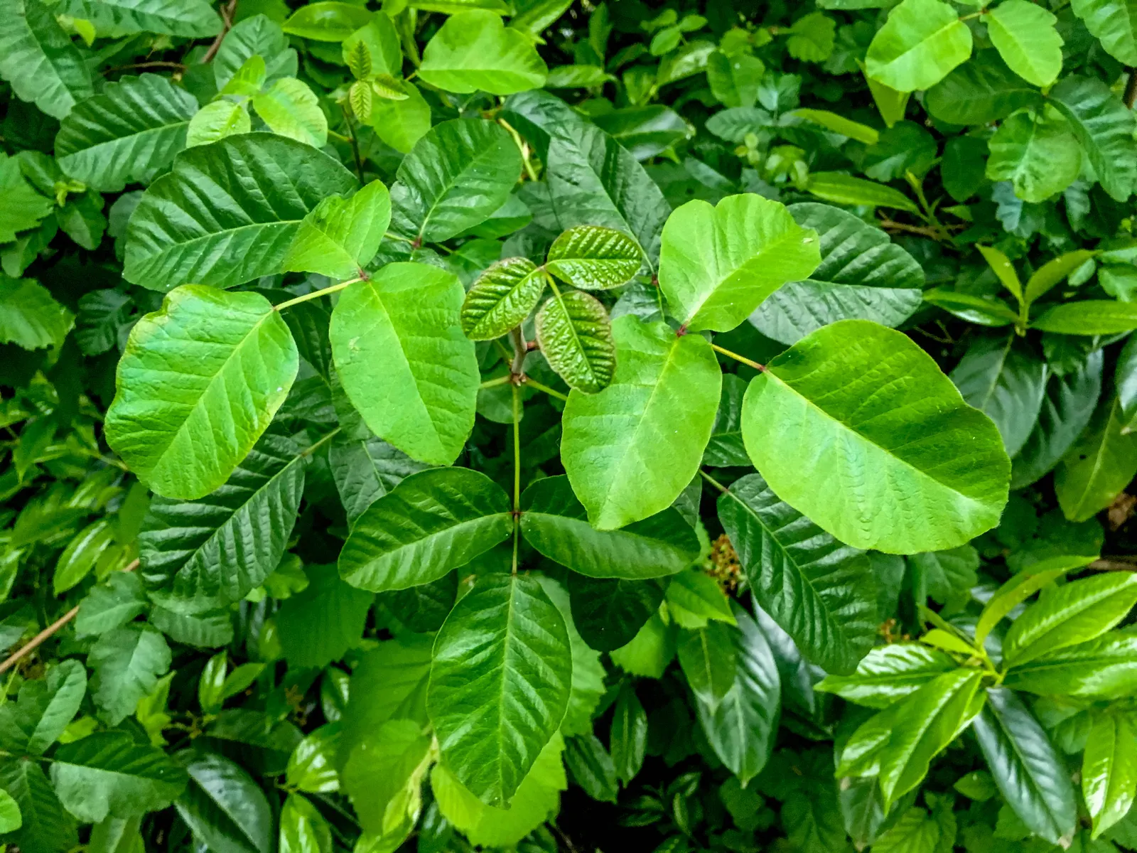 Poison Oak (Toxicodendron Diversilobum) — Native to the western regions of North America; and considering removal if close human interaction is, image 51