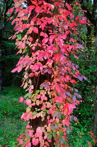Poison Oak (Toxicodendron Diversilobum) — a potent skin irritant.<br><br>For landscape purposes; poison Oak can form dense thickets if allowed