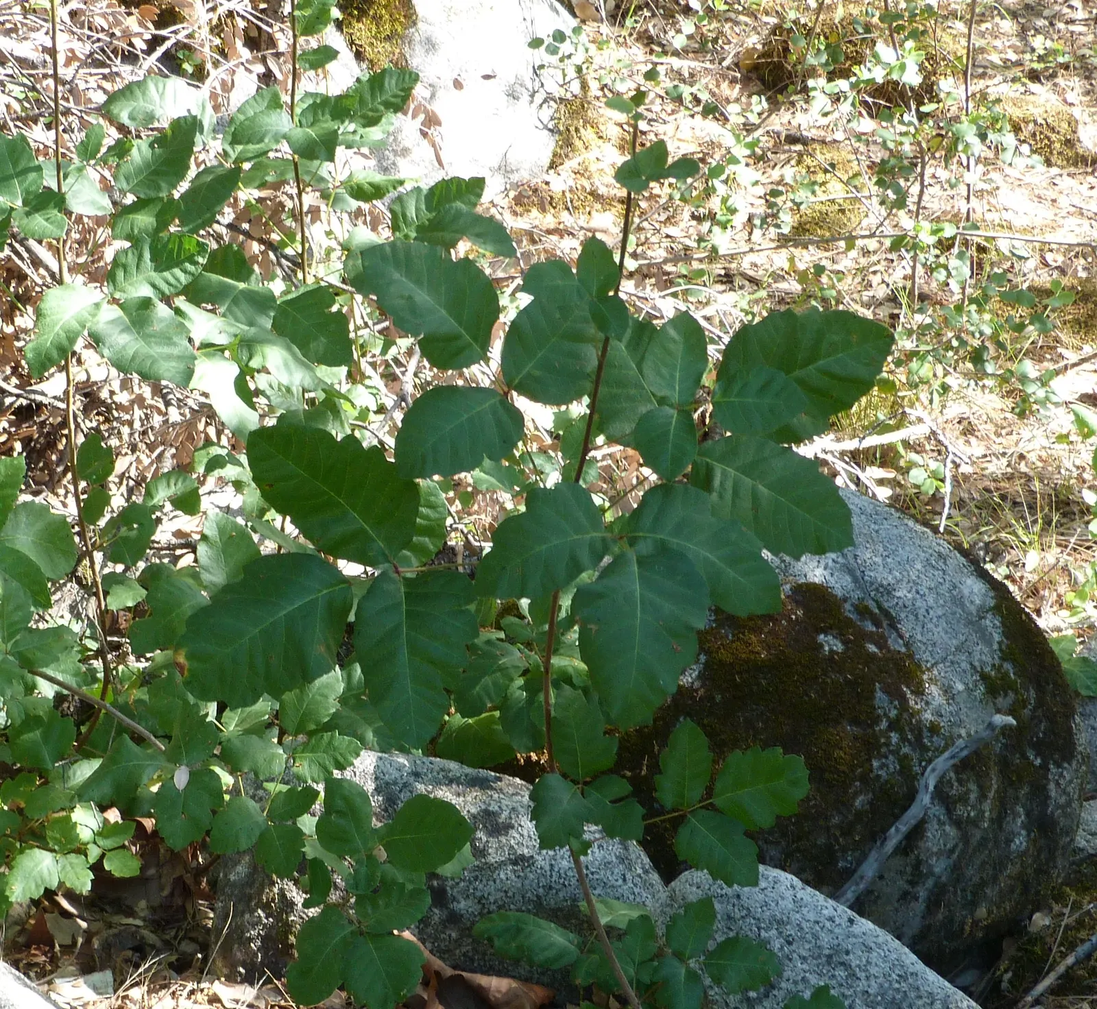 Poison Oak (Toxicodendron Diversilobum) — Native to the western regions of North America