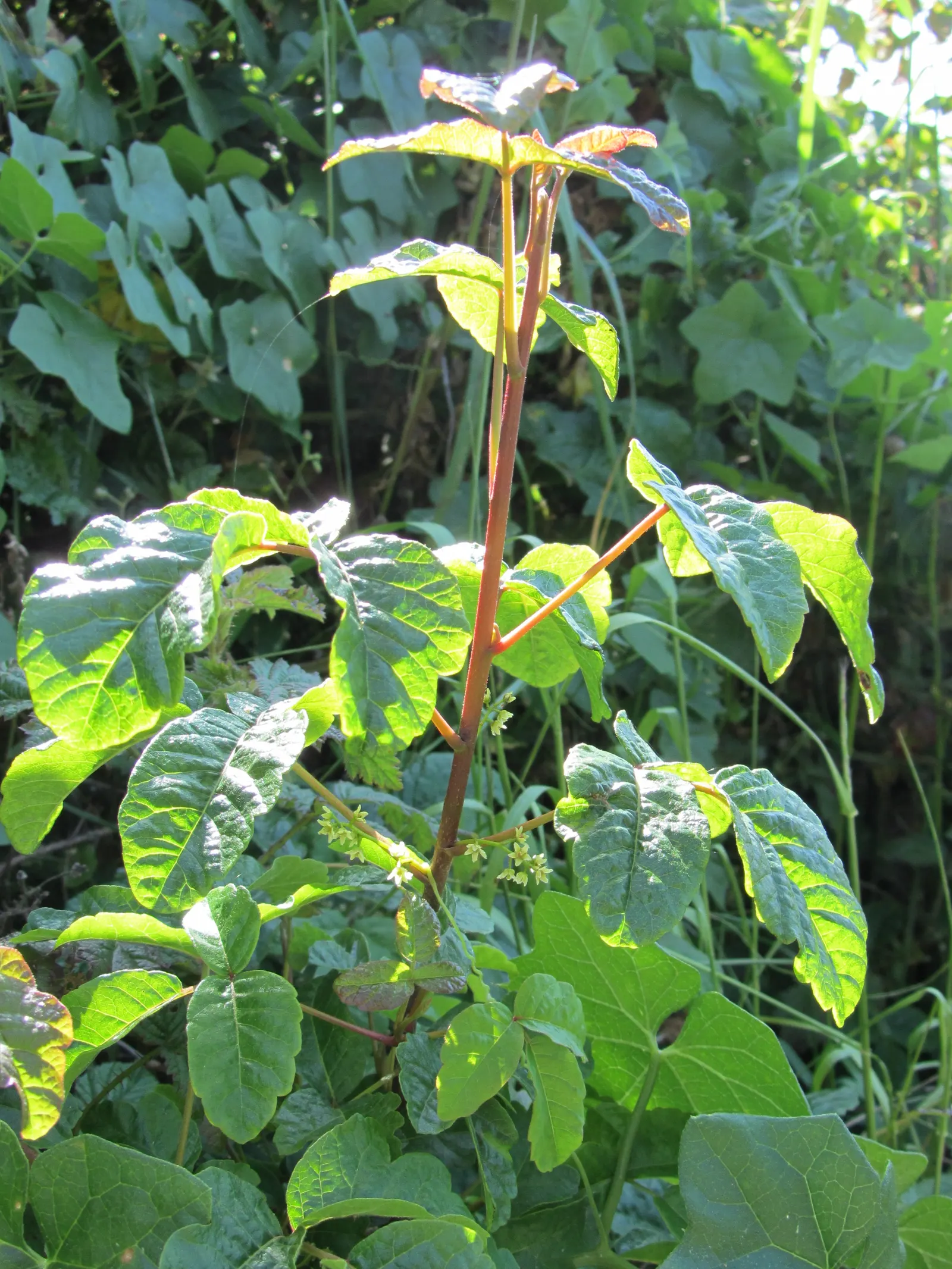 Poison Oak (Toxicodendron Diversilobum) — Direct contact can lead to an allergic reaction, with symptoms ranging from mild to severe rash and, image 58