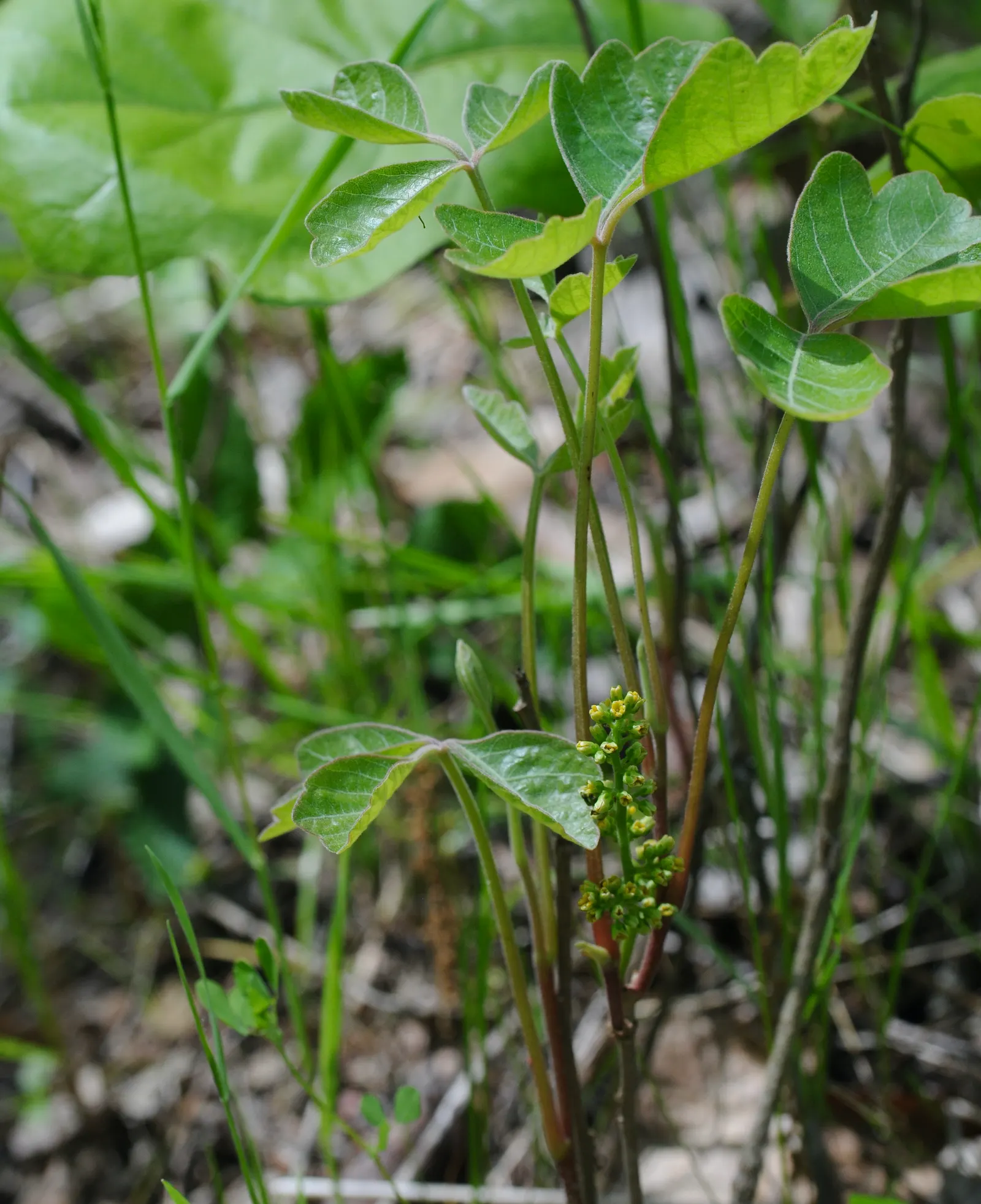 Poison Oak (Toxicodendron Diversilobum) — commonly known as Poison Oak; comprising three leaflets with variable shapes, image 43