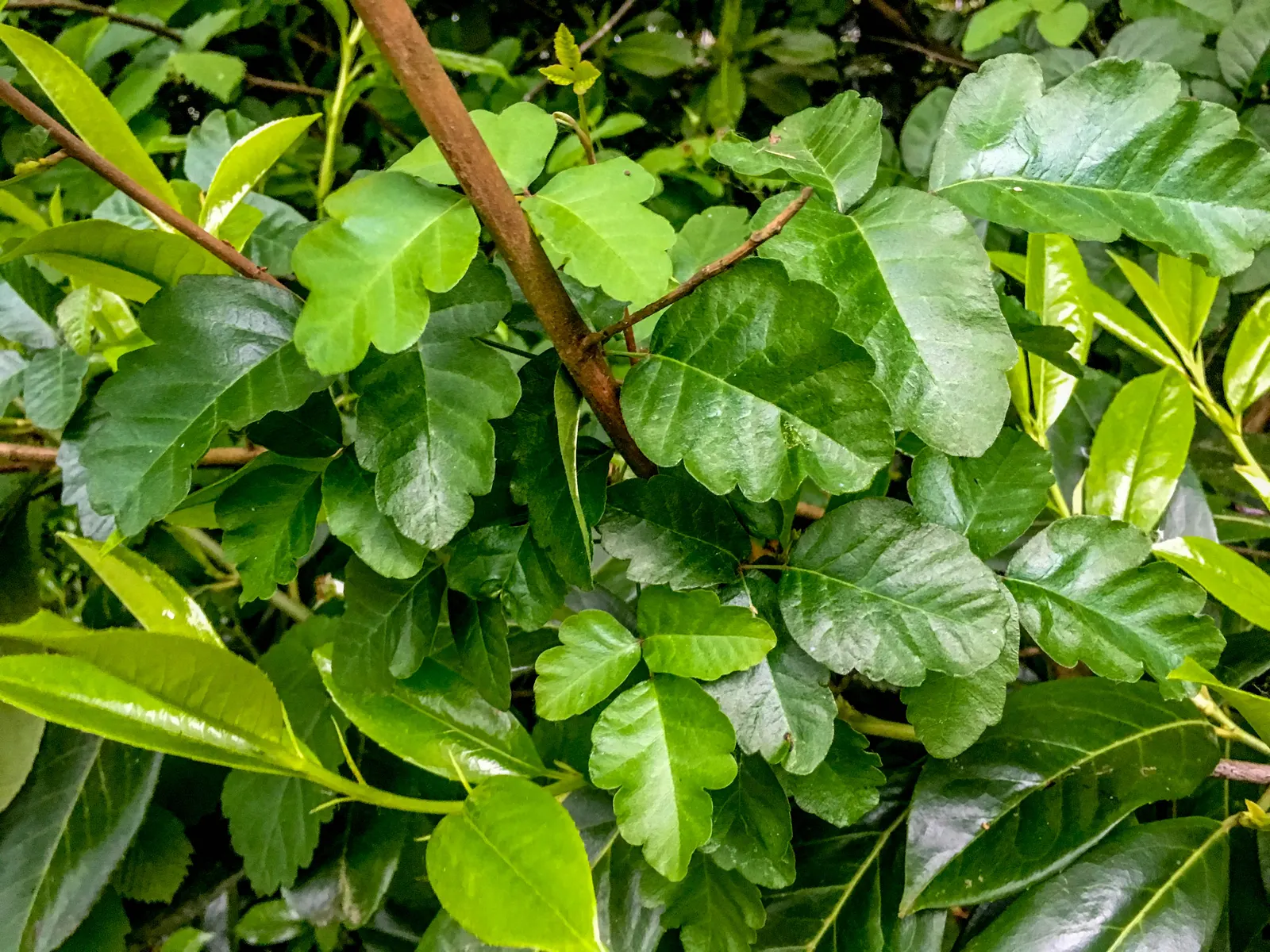 Poison Oak (Toxicodendron Diversilobum) — shrub / vine for full or half or shade; and considering removal if close human interaction is likely