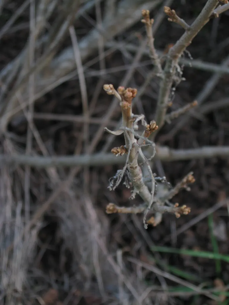 Poison Oak (Toxicodendron Diversilobum) — While it might seduce with its autumnal hues; and considering removal if close human interaction is likely, image 54