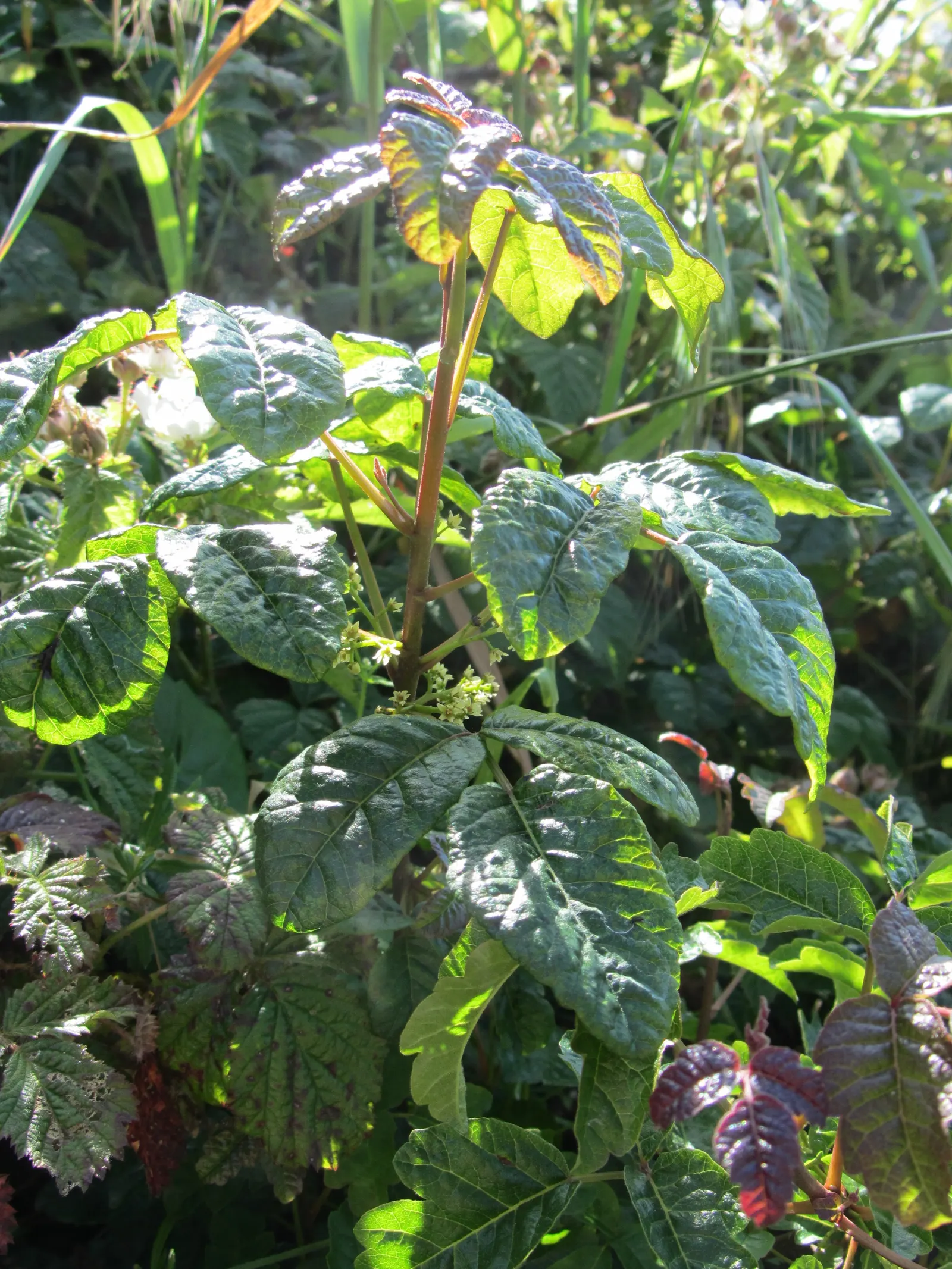 Poison Oak (Toxicodendron Diversilobum) — Poison Oak, is a deciduous shrub that demands both respect and caution; comprising three leaflets with, image 49