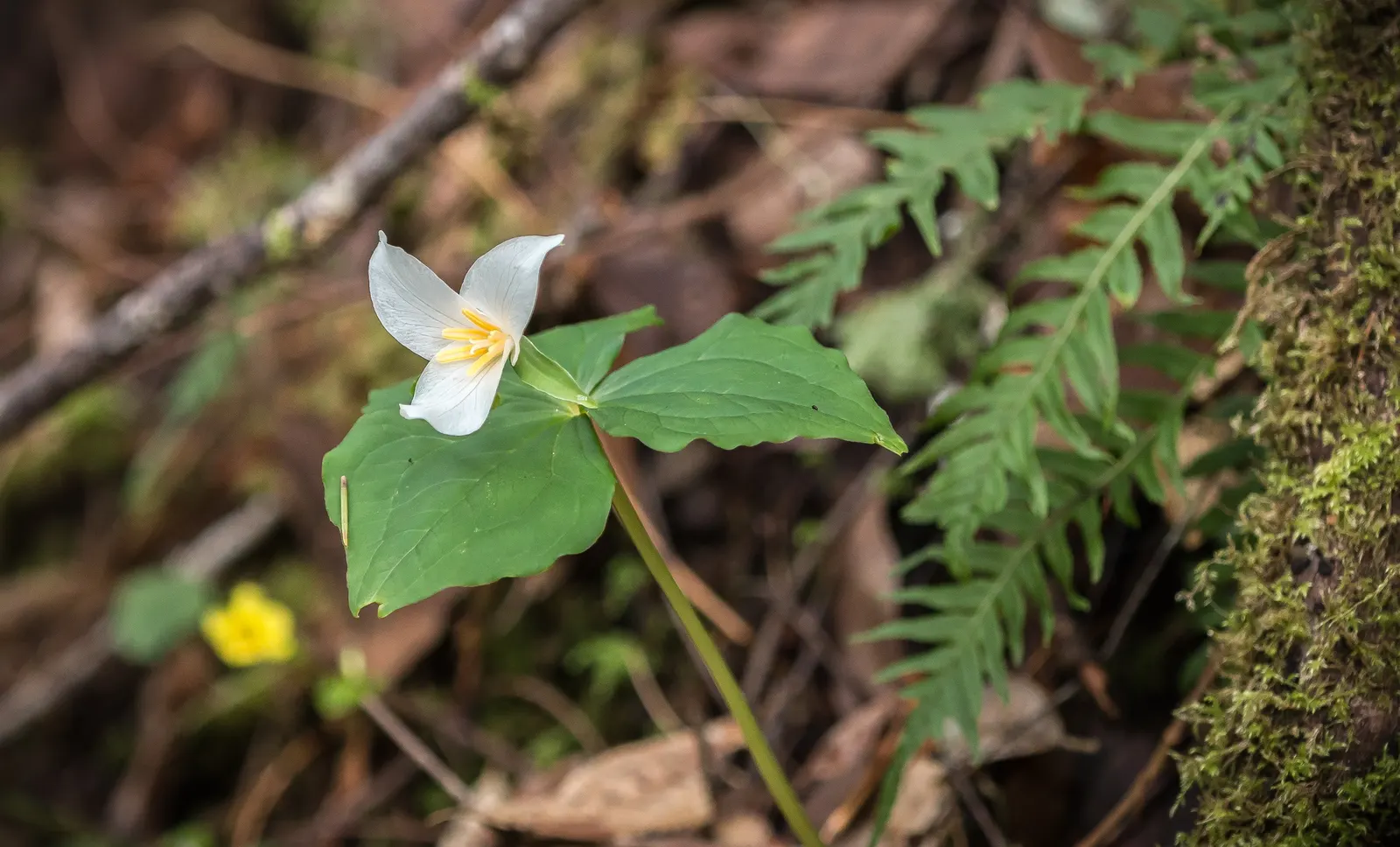 Poison Oak (Toxicodendron Diversilobum) — Native to the western regions of North America; and considering removal if close human interaction is likely