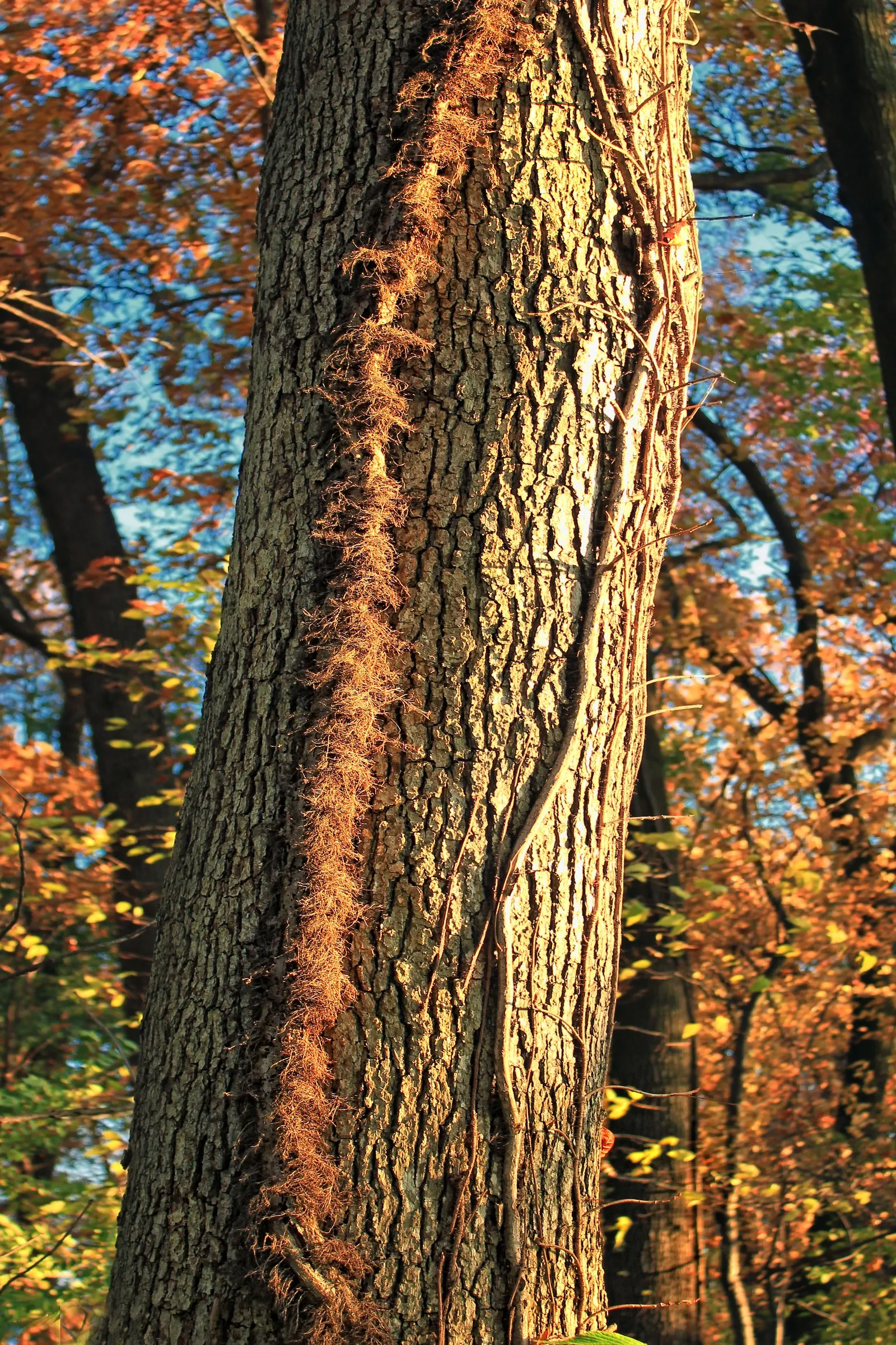 Poison Oak (Toxicodendron Diversilobum) — Poison Oak can form dense thickets if allowed, image 53
