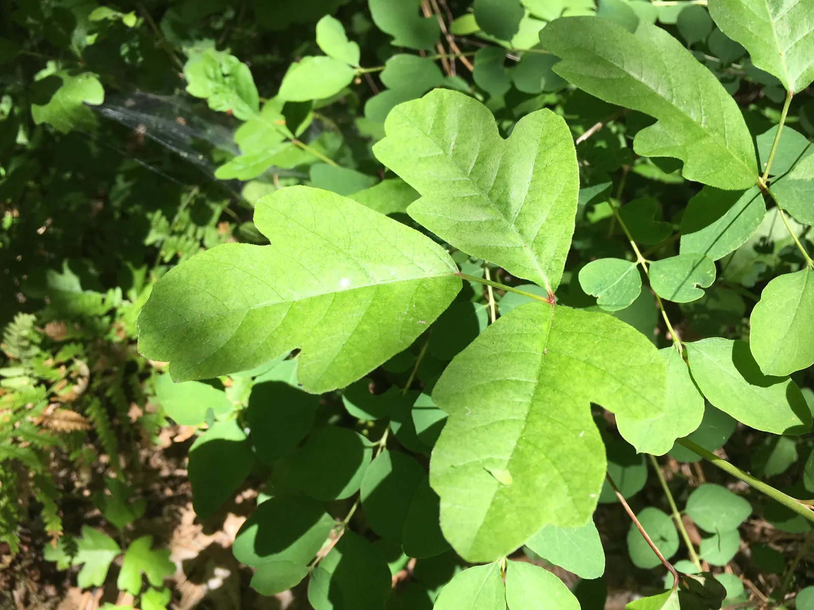 Poison Oak (Toxicodendron Diversilobum) — Awareness and proper handling can ensure the beauty and dangers of this native species are responsibly, image 41