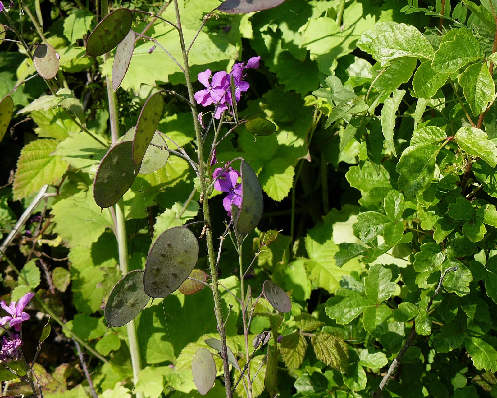 Poison Oak (Toxicodendron Diversilobum) — Direct contact can lead to an allergic reaction, with symptoms ranging from mild to severe rash and itching