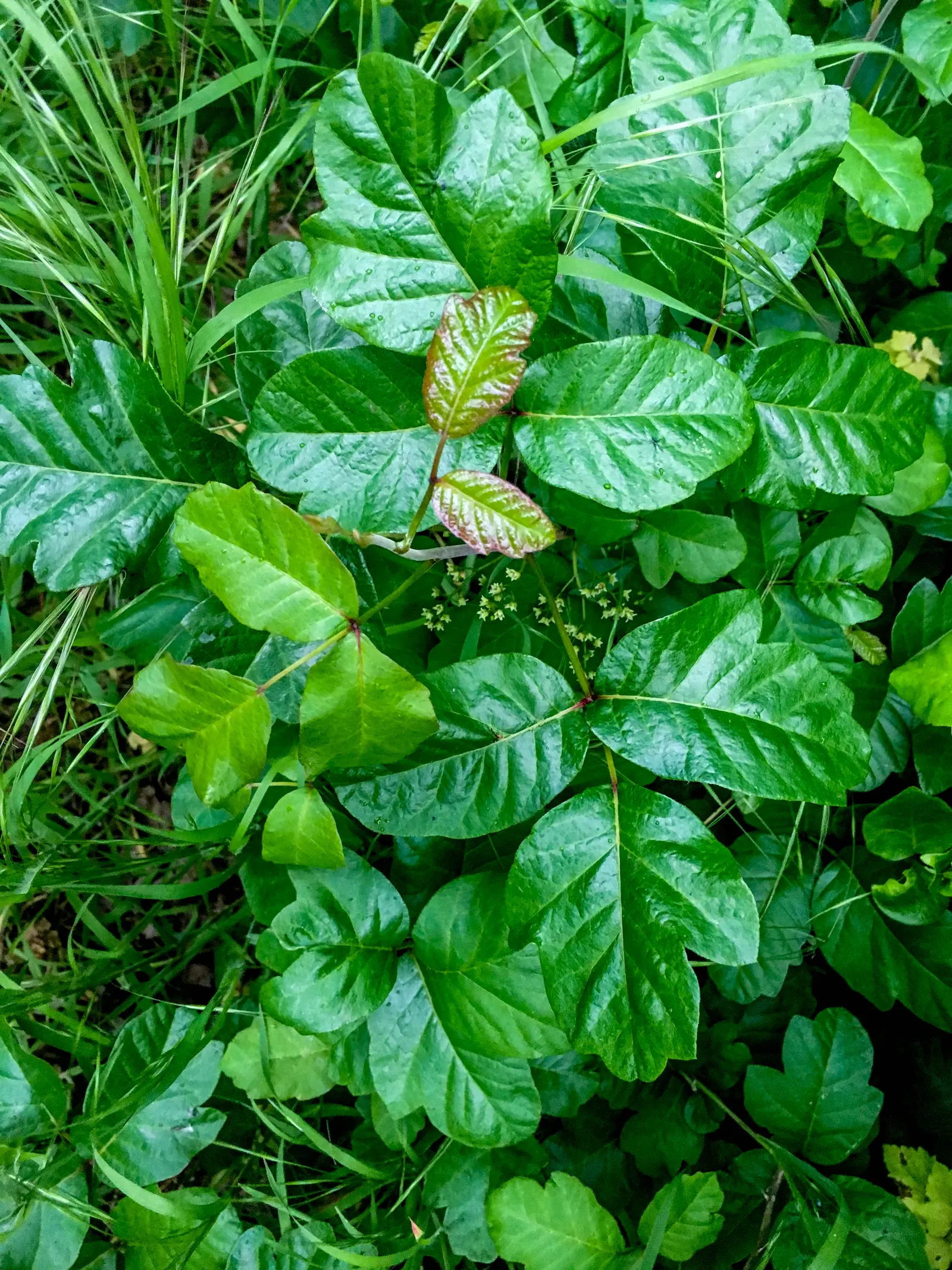 Poison Oak (Toxicodendron Diversilobum) — hints at the diverse lobed leaves that can be easily mistaken for non-toxic relatives; poison Oak can, image 50