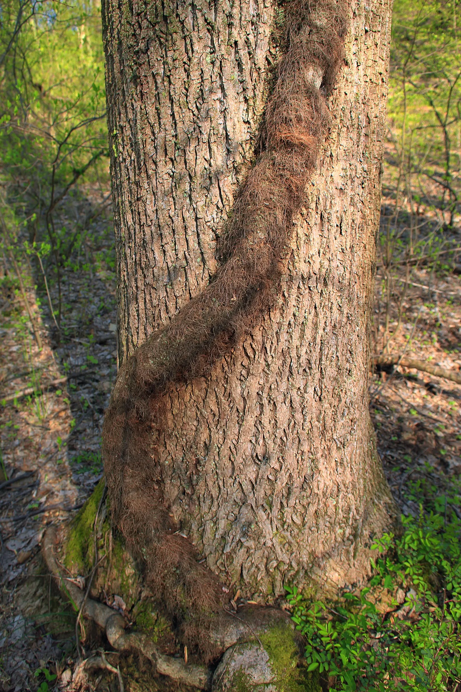 Poison Oak (Toxicodendron Diversilobum) — resemble oak leaves and turn a striking red-orange in fall; poison Oak can form dense thickets if allowed, image 47