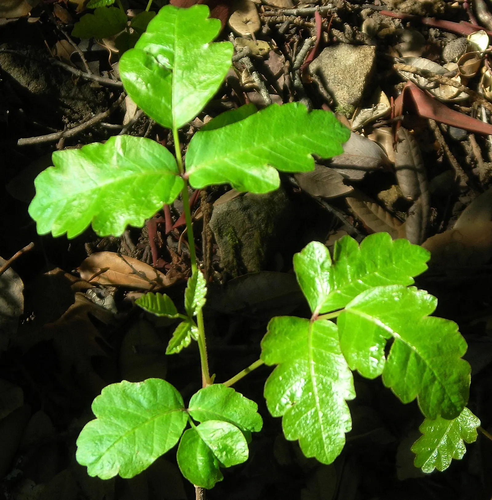 Poison Oak (Toxicodendron Diversilobum) — are essential safety precautions; comprising three leaflets with variable shapes