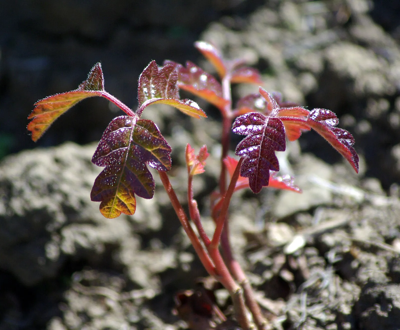 Poison Oak (Toxicodendron Diversilobum) — It typically grows 1-3 feet high, with a spread of up to 5 feet; and considering removal if close human interaction