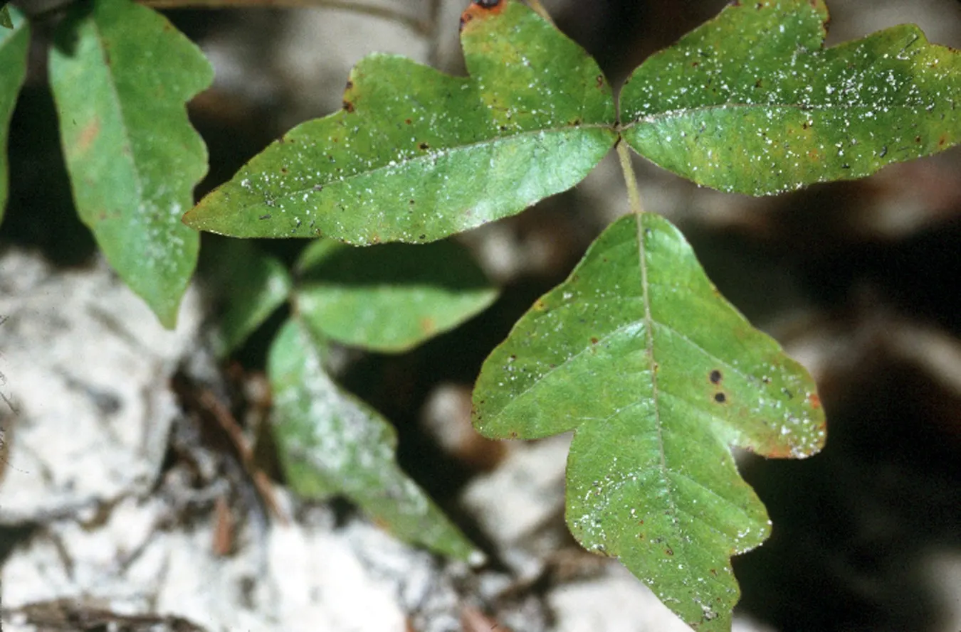 Poison Oak (Toxicodendron Diversilobum) — shrub / vine for full or half or shade