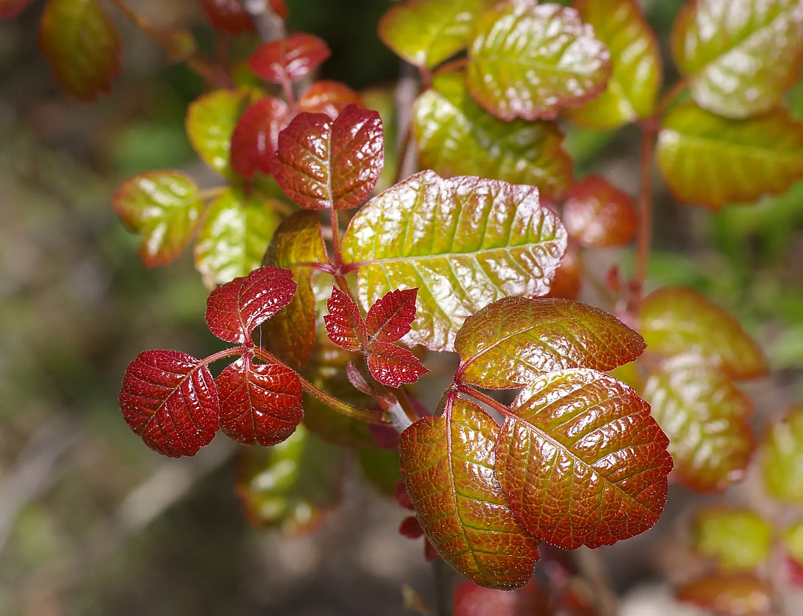 Poison Oak (Toxicodendron Diversilobum) — commonly known as Poison Oak