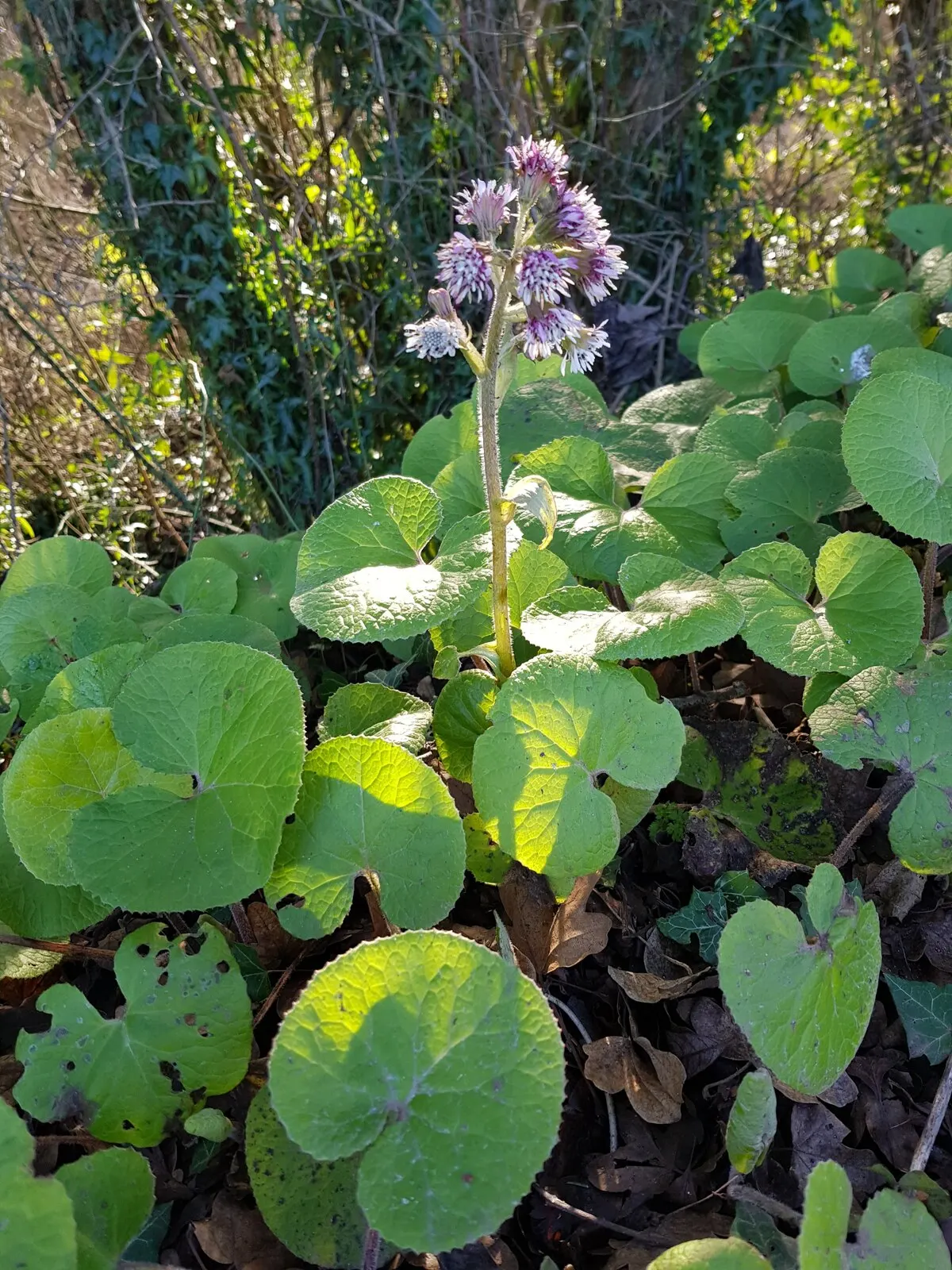 Heliotrope (Heliotropium Arborescens 'Alba') — However, in regions with intense heat, partial afternoon shade will help protect it