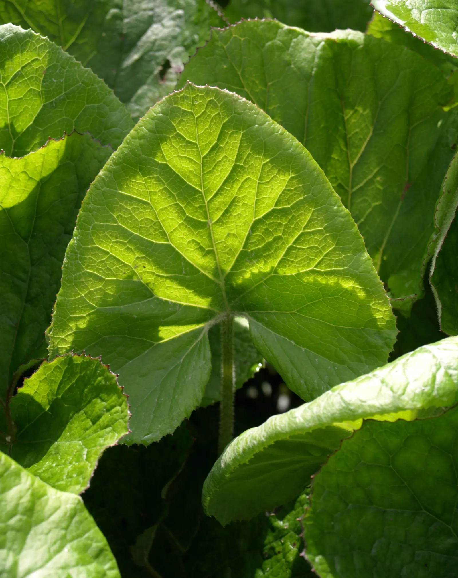 Heliotrope (Heliotropium Arborescens 'Alba') — USDA hardiness zones 10-11