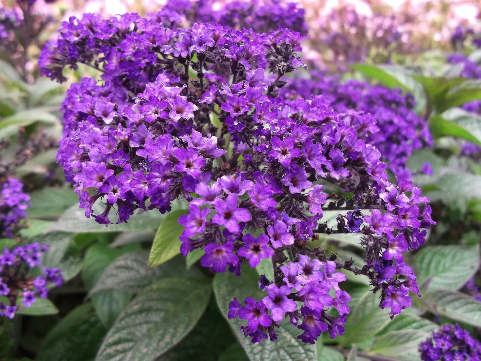Heliotrope (Heliotropium Arborescens 'Alba') — USDA hardiness zones 10-11; and while it is perennial in these warmer climates