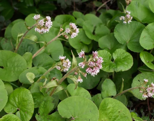 Heliotrope (Heliotropium Arborescens 'Alba') — a charming perennial widely known as the White Heliotrope; this cultivar typically reaches 1-2 feet, image 55