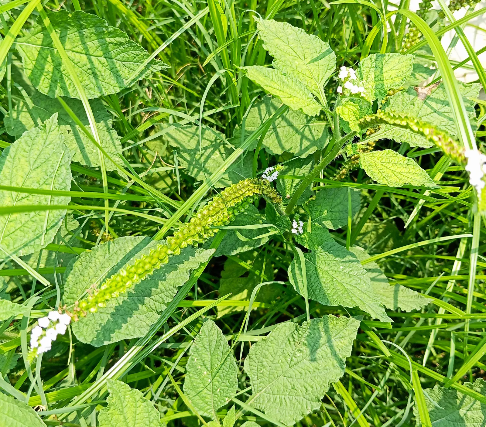 Heliotrope (Heliotropium Arborescens 'Alba') — typically growing to about 12 to 18 inches in both height and width