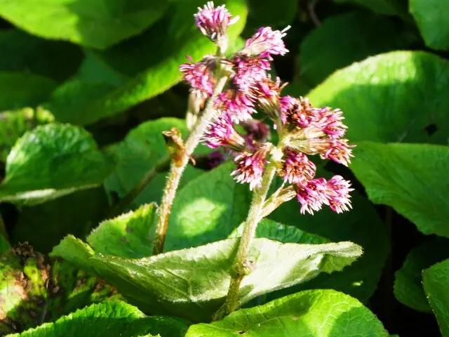 Heliotrope (Heliotropium Arborescens 'Alba') — boasts clusters of fragrant white flowers with a hint of vanilla aroma; the heliotrope thrives in, image 56