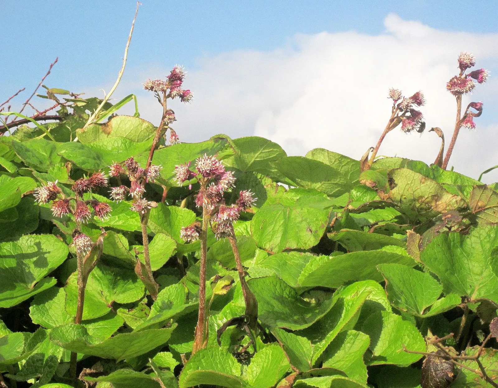 Heliotrope (Heliotropium Arborescens 'Alba') — it is often grown as an annual in cooler regions.<br><br>The plant reaches a modest height and spread; commonly