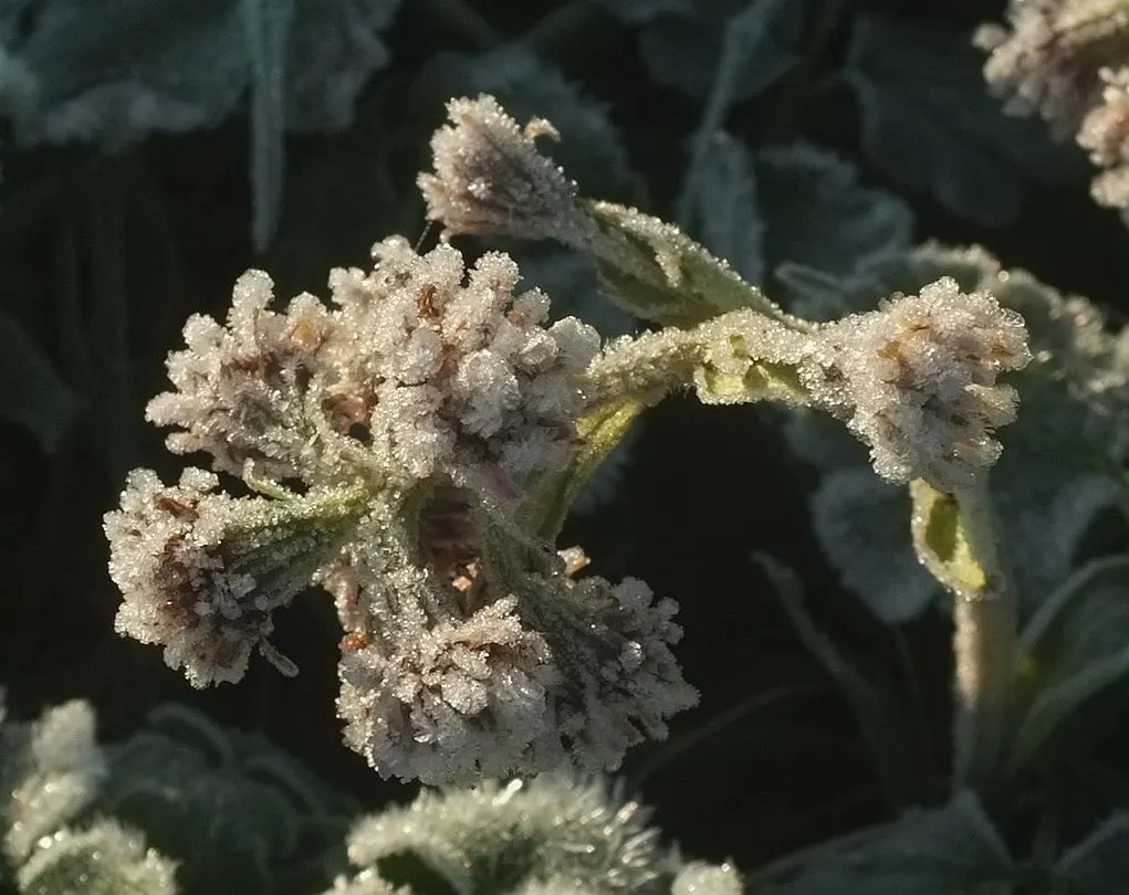 Heliotrope (Heliotropium Arborescens 'Alba') — The heliotrope thrives in USDA zones 10 through 11