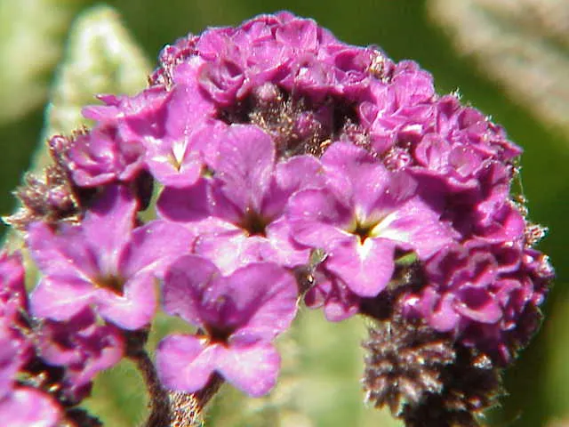 Heliotrope (Heliotropium Arborescens 'Alba') — is a highly fragrant perennial that exudes a sweet vanilla-like aroma