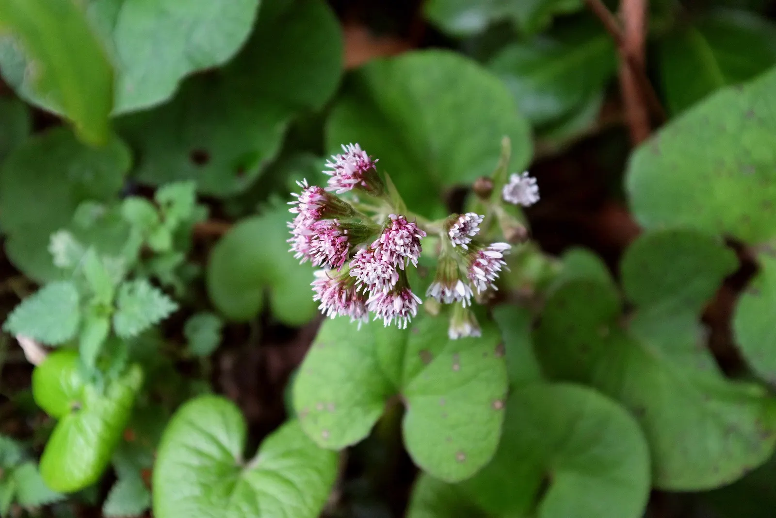 Heliotrope (Heliotropium Arborescens 'Alba') — offering a continuous bloom from summer to early fall, image 32