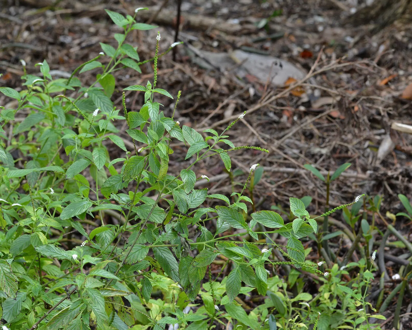 Heliotrope (Heliotropium Arborescens 'Alba') — favored in sensory gardens or as a component of a fragrance-themed landscape; uSDA hardiness zones 10-11