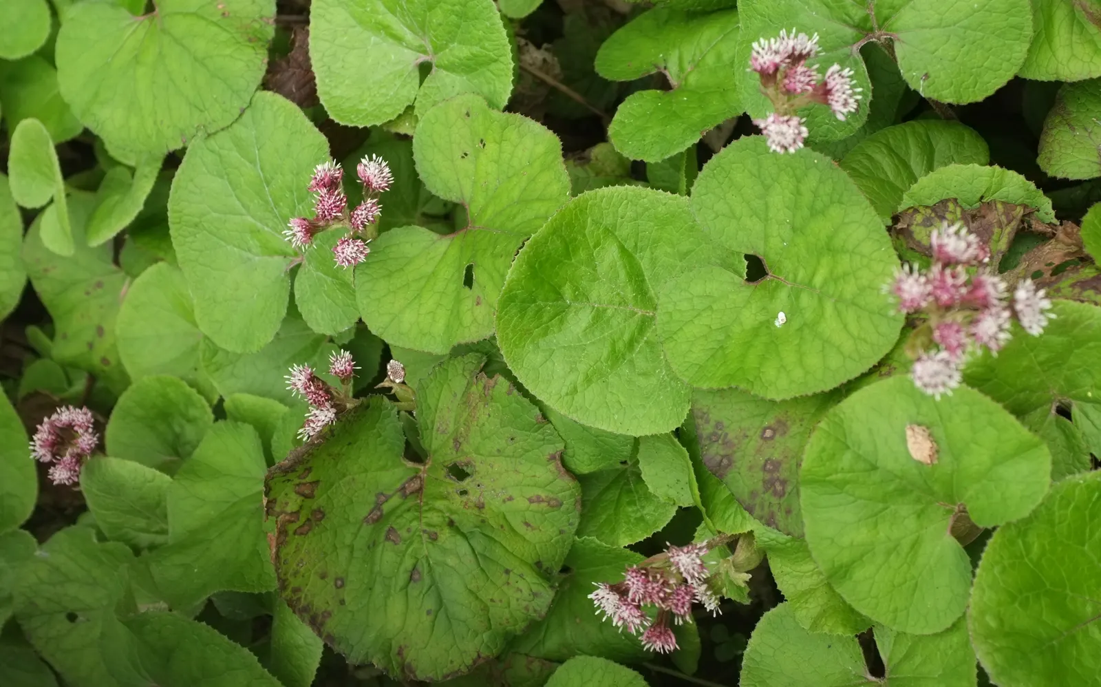 Heliotrope (Heliotropium Arborescens 'Alba') — commonly known as the white-flowered heliotrope or cherry pie plant
